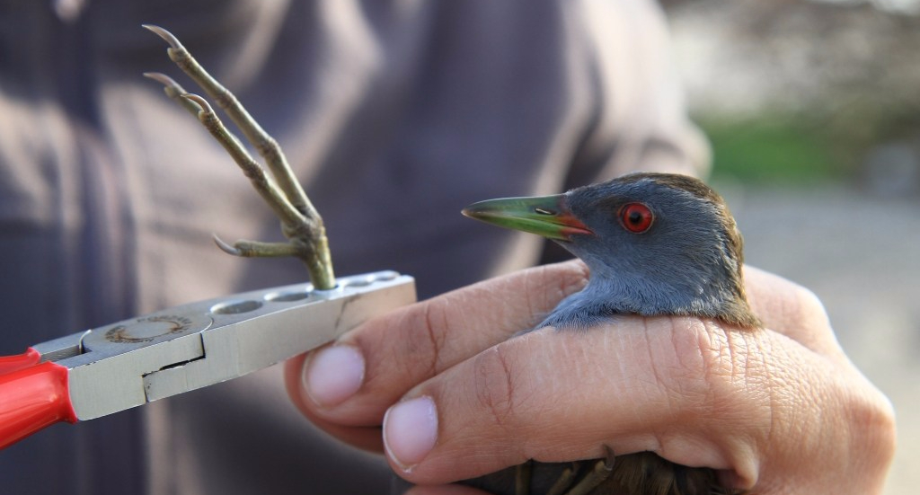 ringing; greece
